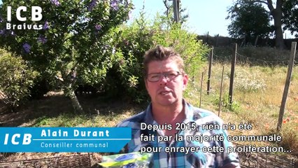 Prolifération de mouches à Braives