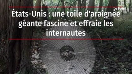 États-Unis : une toile d'araignée géante fascine et effraie les internautes