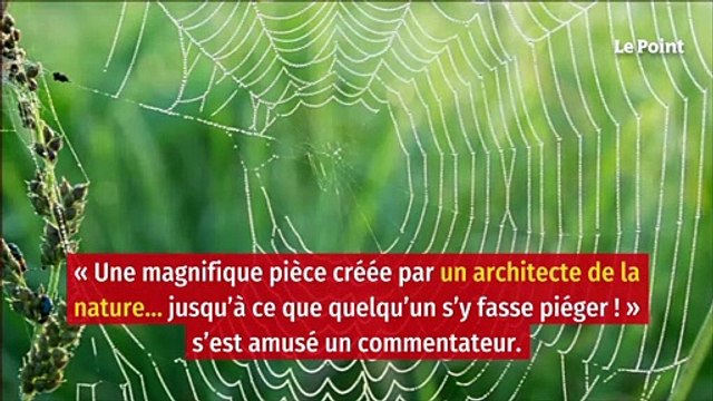 États-Unis : une toile d'araignée géante fascine et effraie les internautes