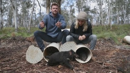 Ecologistas buscan reintroducir demonios de Tasmania en Australia continental