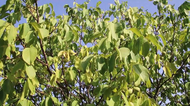 Kaman cevizinde 'yüksek rekolte' beklentisi - KIRŞEHİR