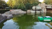 Eskişehir'de üniversite öğrencileri 'su yüzeyini temizleyen robot' geliştirdi - ESKİŞEHİR