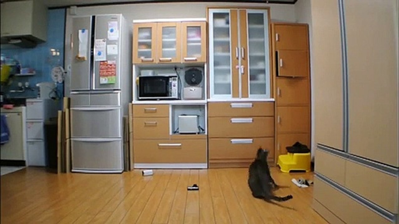 Chat Gardien de But arrête une balle