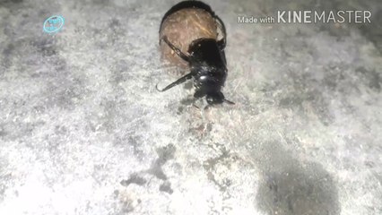 गोबर बीटल / dung beetle/  गुबरैल  /  true fact about dung beetle