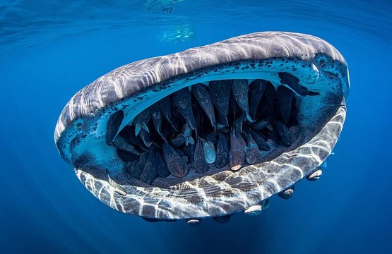 Ce banc de poissons est installé dans la bouche d'un requin-baleine