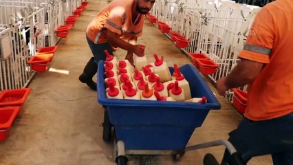 Süt ineklerine 5 yıldızlı otel konforunda bakım - ADANA