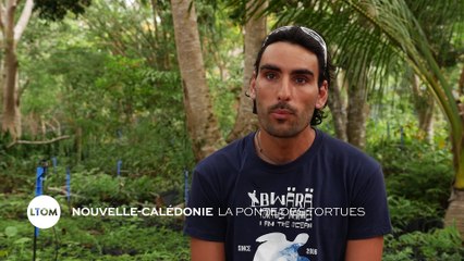 Nouvelle-Calédonie : La ponte des tortues