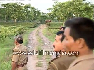 Forest guards chase Elephants from human habitation in India
