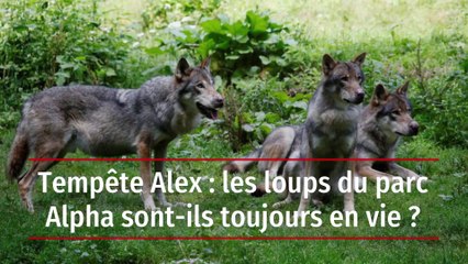 Tempête Alex : les loups du parc Alpha sont-ils toujours en vie ?