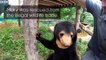 Filming Baby Sun Bears Is NOT Easy! - Bears About The House - BBC Earth
