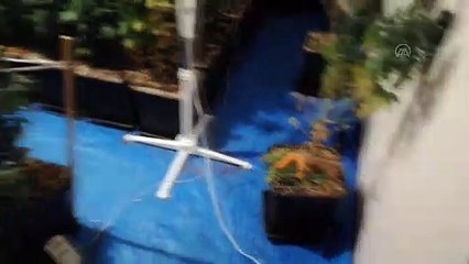 Evinde uyuşturucu yetiştiren şüpheli gözaltına alındı - MERSİN