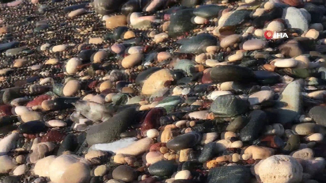 300 bin yavru kaplumbağa denizle buluştu