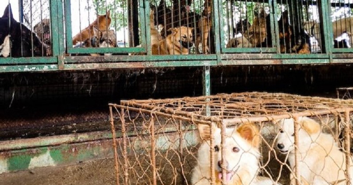 200 chiens d'une ferme aux enchères retrouvés dans des conditions insalubres et destinés à être mangés