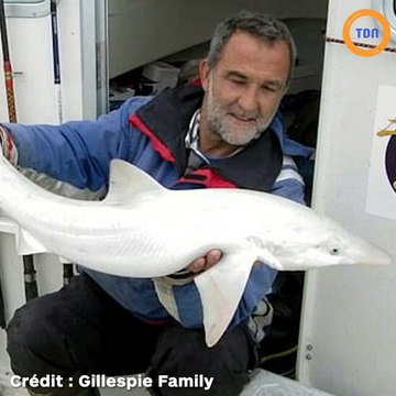 Voici le tout premier requin blanc albinos capturé par l’homme