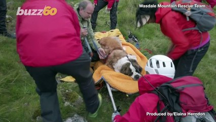 Must-See! This St. Bernard Had to be Rescued from a Mountain