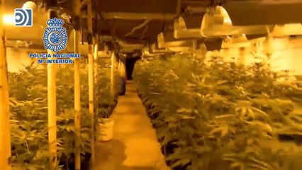 Desmantelada la mayor plantación subterránea de marihuana hallada en España por la Policía Nacional