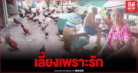 อึ้งยายใจบุญเลี้ยงไก่นับร้อยตัว นาน 60 ปี ไม่กิน ไม่ขาย เลี้ยงไว้เป็นเพื่อน