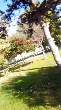 Video Andria: ancora grosso ramo caduto in villa