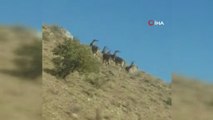 Nadir görülen Çengel Boynuzlu dağ keçilerini sürü halinde görüntüledi