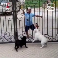 This Video Of Two Dogs Reacting To A Young Boy's Bhangra Moves Is Going Viral