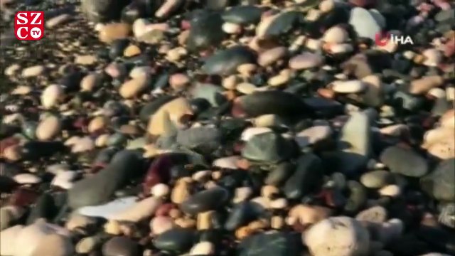 300 bin yavru kaplumbağa denizle buluştu