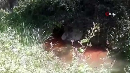 Bursa Kocasu deresinde çevre felâketi