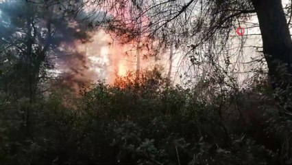 Kocaeli'nin Gebze ilçesinde ormanlık alan alevlere teslim oldu