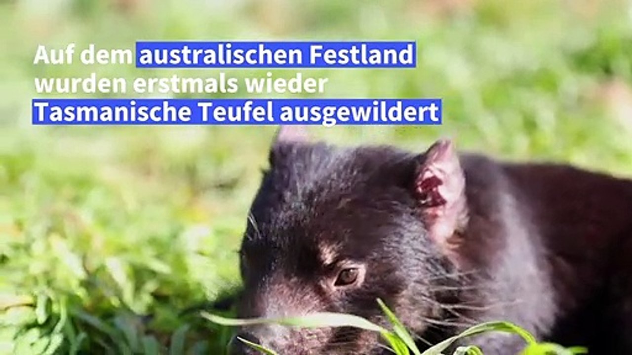 Tasmanische Teufel wieder auf dem australischen Festland