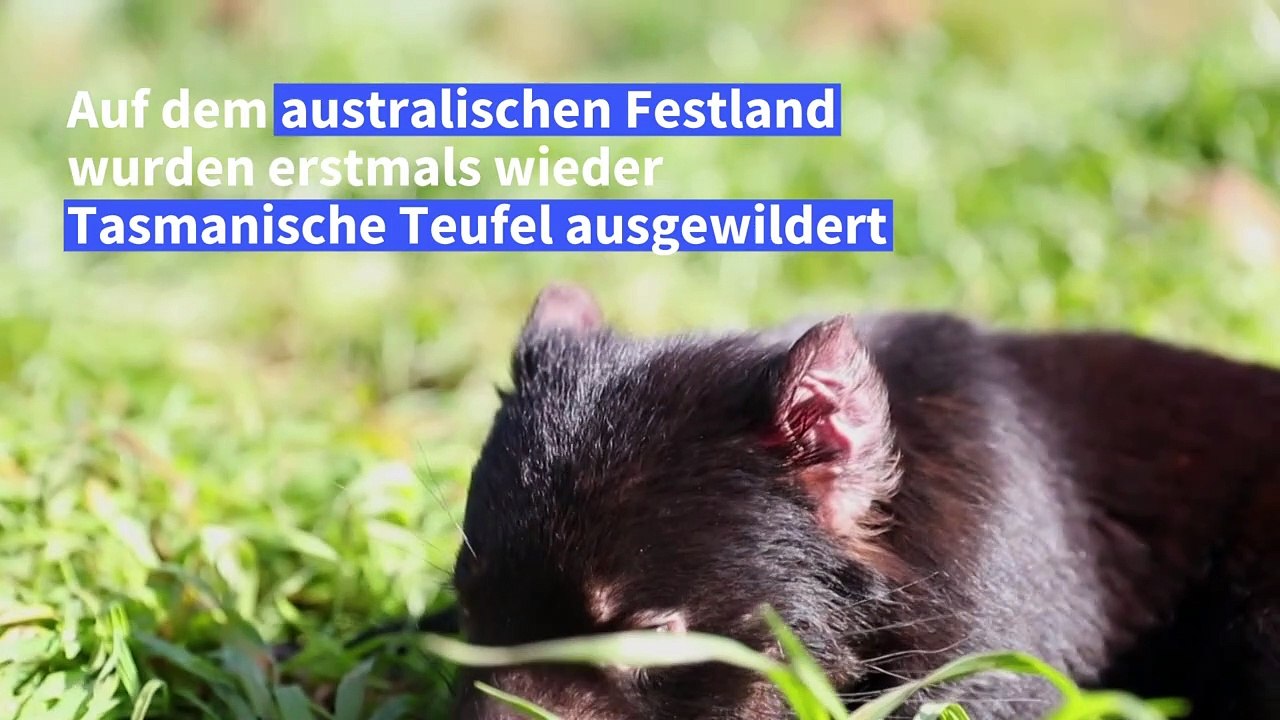Tasmanische teufel wieder auf dem australischen festland