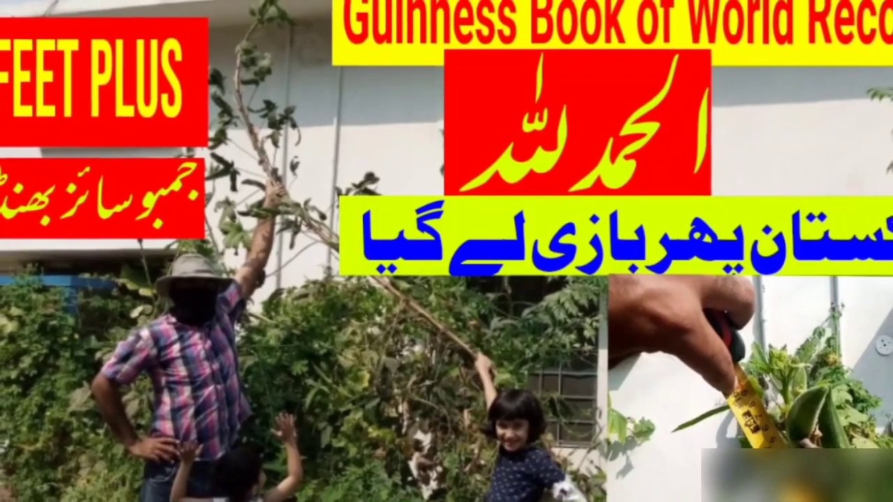 WORLDS TALLEST OKRA LADYFINGER | ladyfinger world record | guiness book of world record tallest ladyfinger plant on earth