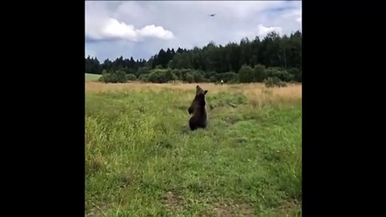 Hilarant : quand un ours chasse un drone