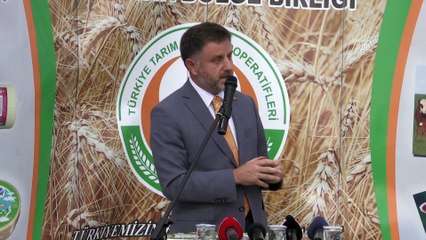 Hibrit mısır tohumu ekilen tarlada hasat programı - ESKİŞEHİR