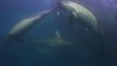 Scuba Diver Witnesses Sardine Run In South African Waters