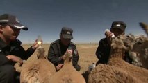 Un grupo de guardabosques rescata en el norte de China a crías de antílope huérfanas