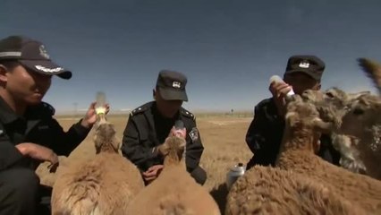 Un grupo de guardabosques rescata en el norte de China a crías de antílope huérfanas