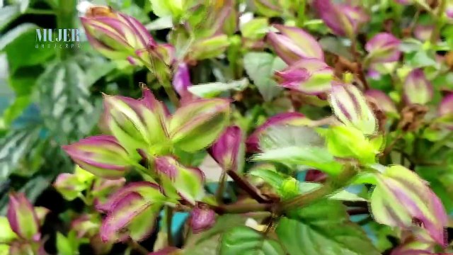 Jardinería | Recomendaciones para evitar plagas en nuestras plantas - Nex Panamá