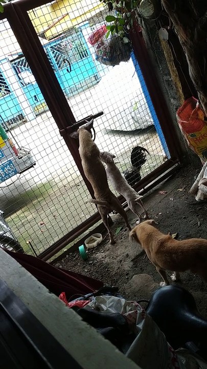 Dog Makes Her Escape