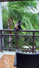 Three Monkeys Visit Porch During Hurricane
