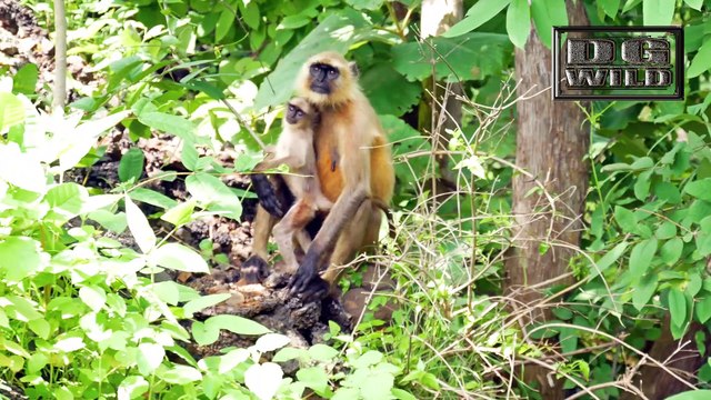 newborn Baby Monkey playing with his mother and drinking milk,