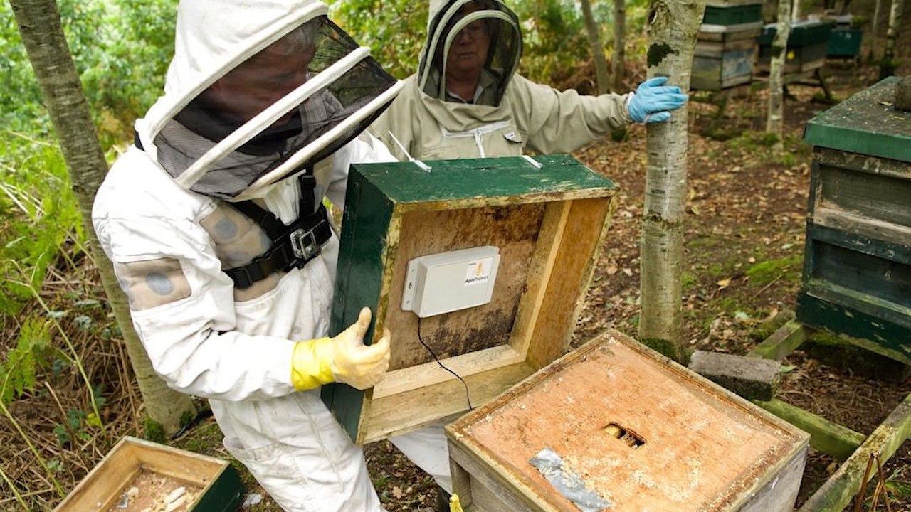 New Tech Could Save Millions Of Beehives