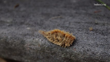 What You Need to Know About the Southern Flannel Moth—AKA: a Most Poisonous Caterpillar