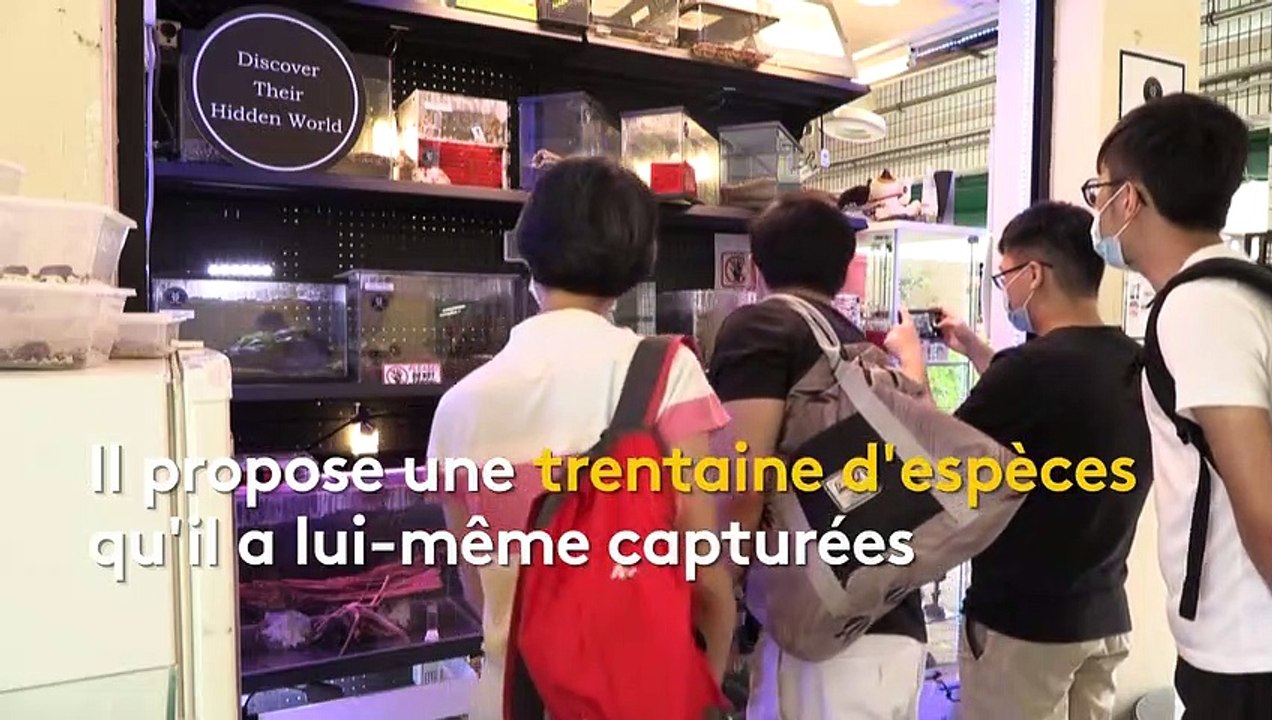 Singapour : des fourmis domestiques vendues en boutique