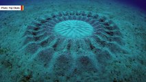This tiny fish makes giant underwater circles for love