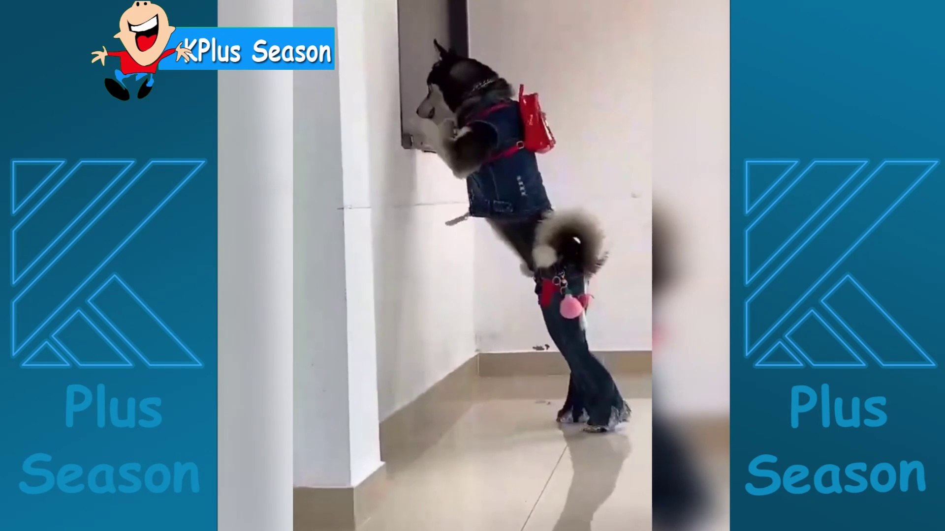 ⁣Most Popular Funny Dog Video Compilation 2 | Funny Pet Videos 2