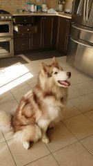 Smart Husky Learns How to Close Kitchen Cabinets
