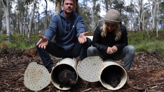 Tasmanian Devils Roaming Australia for the First Time in 3,000 Years, With the Help of Chr