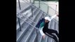 Sa façon de descendre les escaliers du métro est tellement classe