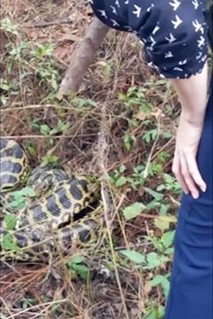 Elle attrape un anaconda à mains nues