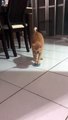 Ce chat affamé essaie de le faire comprendre à son maitre
