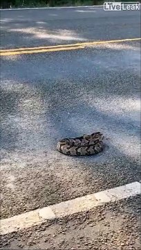 Ce serpent veut mordre une voiture en marche